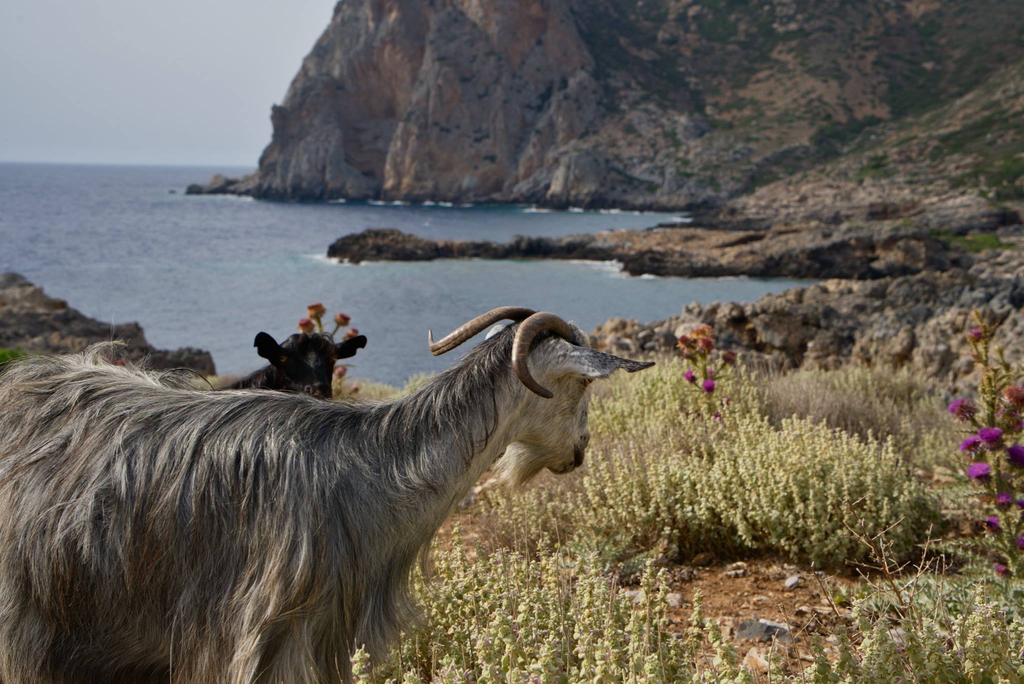 Kreta